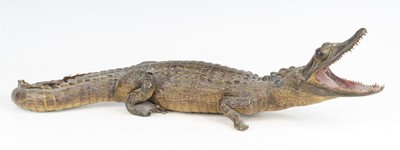 Lot 874 - A 20th century taxidermy Cayman (Caimaninae),...