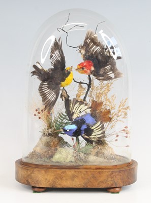 Lot 955 - A Victorian taxidermy group of three exotic...