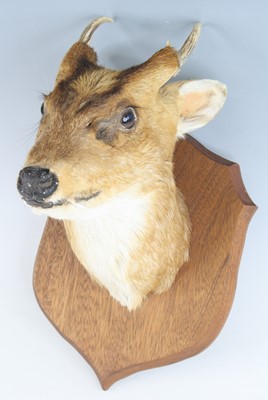 Lot 927 - A taxidermy Reeves Muntjac (Muntiacus reevesi),...