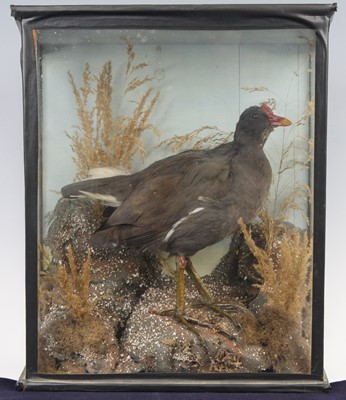 Lot 884 - A late Victorian taxidermy Moorhen (Gallinula...