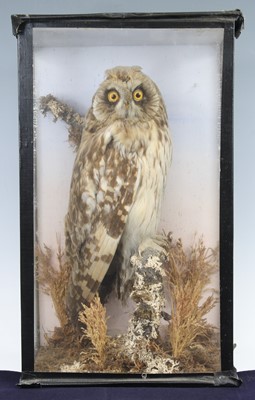 Lot 941 - A late Victorian taxidermy Short eared owl...