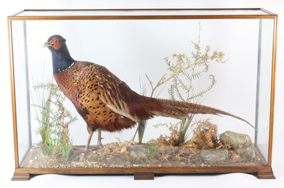 Lot 852 - A taxidermy male Pheasant (Phasianus...
