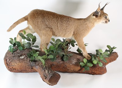 Lot 78 - A taxidermy African Caracal Cat (Caracal...