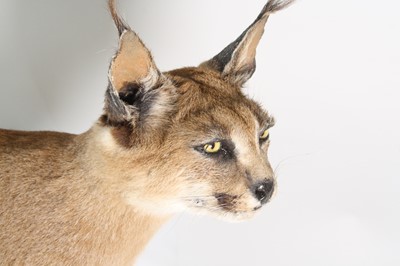 Lot 78 - A taxidermy African Caracal Cat (Caracal...