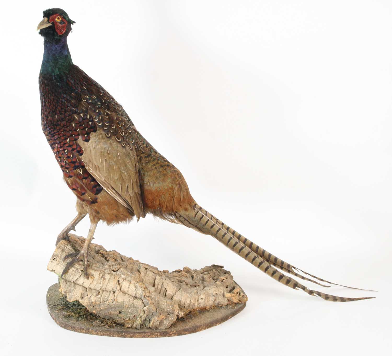 Lot 117 - A taxidermy male Pheasant (Phasianus...