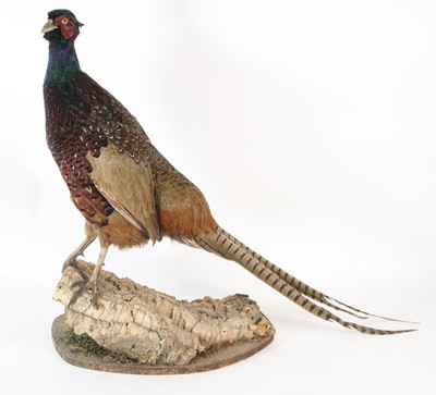 Lot 117 - A taxidermy male Pheasant (Phasianus...
