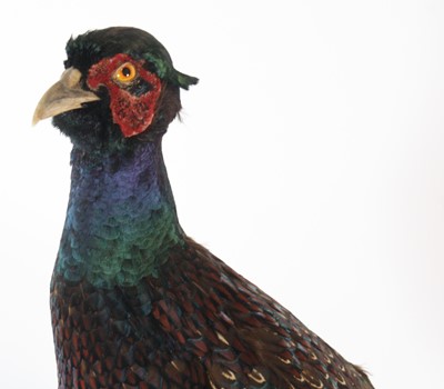 Lot 117 - A taxidermy male Pheasant (Phasianus...