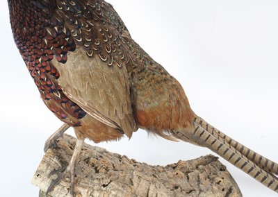 Lot 117 - A taxidermy male Pheasant (Phasianus...