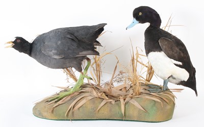Lot 73 - Attibuted to Roger Fisher, a taxidermy Coot...