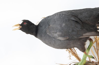 Lot 73 - Attibuted to Roger Fisher, a taxidermy Coot...