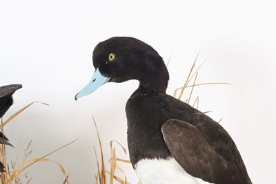 Lot 73 - Attibuted to Roger Fisher, a taxidermy Coot...