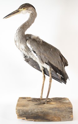 Lot 85 - A taxidermy Grey Heron (Ardea cinerea), full...