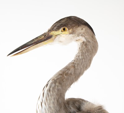 Lot 85 - A taxidermy Grey Heron (Ardea cinerea), full...