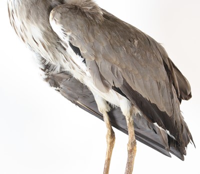 Lot 85 - A taxidermy Grey Heron (Ardea cinerea), full...