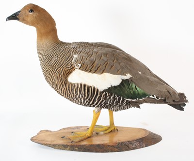 Lot 72 - A taxidermy Ruddy-Headed Goose (Chloephaga...