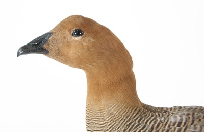 Lot 72 - A taxidermy Ruddy-Headed Goose (Chloephaga...