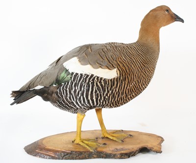 Lot 72 - A taxidermy Ruddy-Headed Goose (Chloephaga...