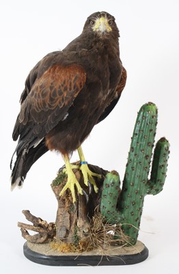 Lot 95 - A taxidermy Harris Hawk (Parabuteo unicinctus),...