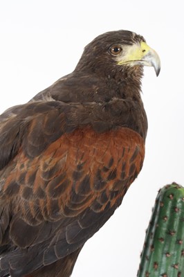 Lot 95 - A taxidermy Harris Hawk (Parabuteo unicinctus),...