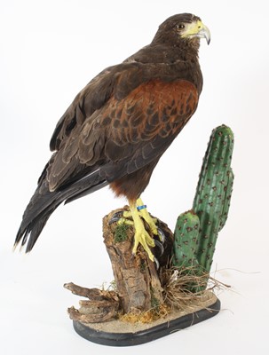 Lot 95 - A taxidermy Harris Hawk (Parabuteo unicinctus),...