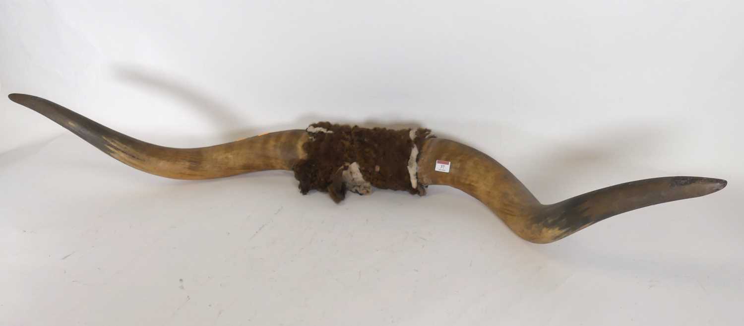 Lot 37 - A pair of bovine mounted horns width 150 cm.