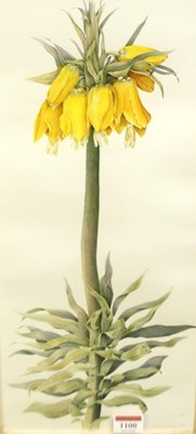 Lot 1106 - Juliet Percy (contemporary) - Fritallarias,...