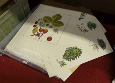 Lot 1072 - A large quantity of loose botanical prints,...