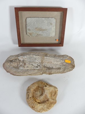 Lot 489 - A fossilized fish 'Rhacolepis' (Early...