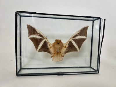 Lot 515 - A 20th century taxidermy, mounted with wings...