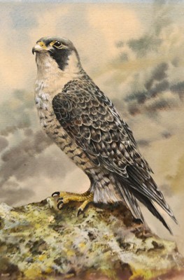 Lot 1100 - Trevor Parkin (b1935-) "Hedgehog & Peregrine...
