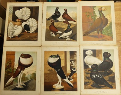 Lot 1099 - A Collection of 18 loose Prints of Exotic...