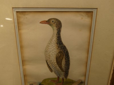 Lot 1069 - Attributed to Samuel Northcote - The Penguin,...