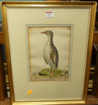 Lot 1069 - Attributed to Samuel Northcote - The Penguin,...