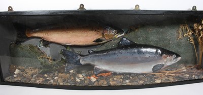 Lot 883 - A pair of model Cock and Hen Trout (Salmo...
