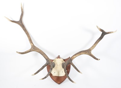 Lot 959 - Roe Deer (Capreolus capreolus), a large pair...