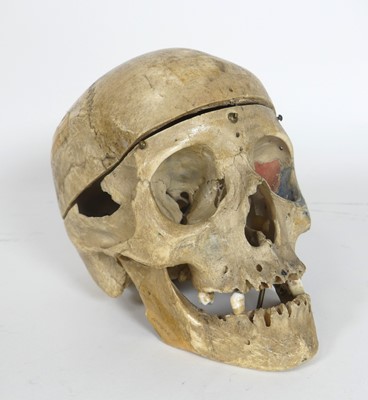 Lot 443 - A human skull, medical example, width 12cm