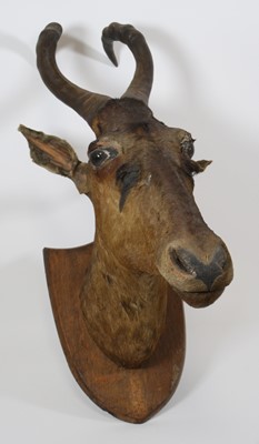 Lot 943 - A taxidermy Hartebeest (Alcelaphus caama),...