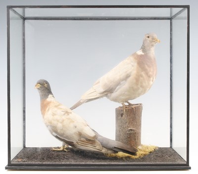 Lot 921 - A brace of taxidermy Common Wood Pigeons...