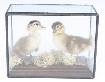 Lot 879 - A brace of taxidermy Mallard Ducklings (Anas...