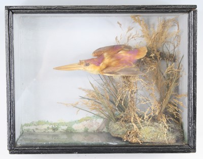 Lot 843 - An early 20th century taxidermy Ruddy...