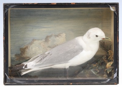 Lot 939 - A 20th century taxidermy Black-Legged...