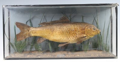 Lot 962 - A mid-20th century Common Carp (Cyprinus...