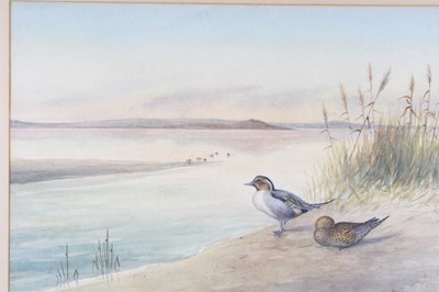 Lot 938 - Richard Harrison (British, b.1954), Pintails...