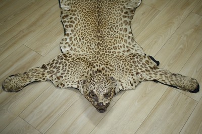 Lot 961 - A taxidermy Indian Leopard skin rug, (Panthera...