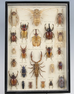 Lot 918 - Entomology: a framed display of arachnids and...