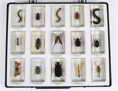 Lot 854 - Entomology: a collection of various arachnids...