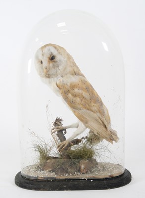 Lot 954 - A Victorian taxidermy Barn Owl (Tyto alba),...
