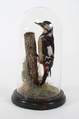 Lot 956 - A taxidermy Greater-Spotted Woodpecker...