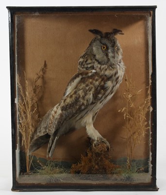 Lot 892 - A Victorian taxidermy Long-Eared Owl (Asio...