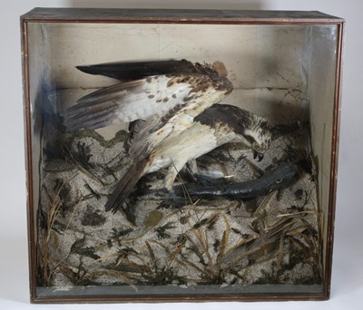 Lot 865 - A Victorian taxidermy Osprey (Pandion...